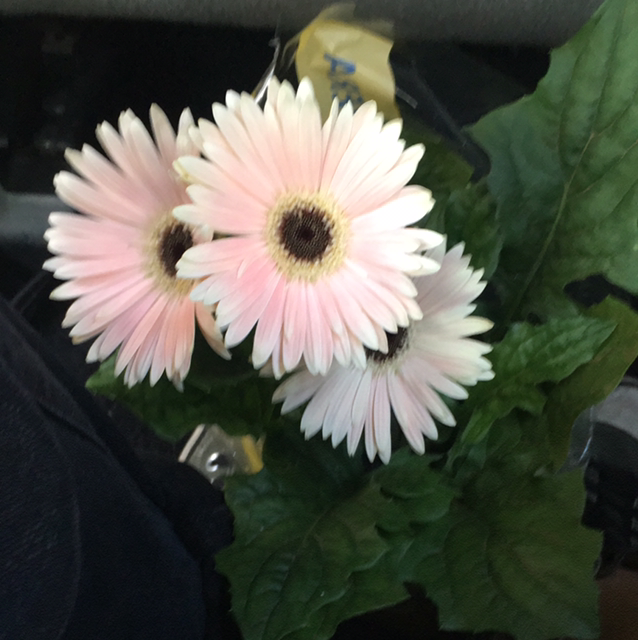 Gerbera plant photo by @zoolea named gerbera branca on Greg, the plant care app.
