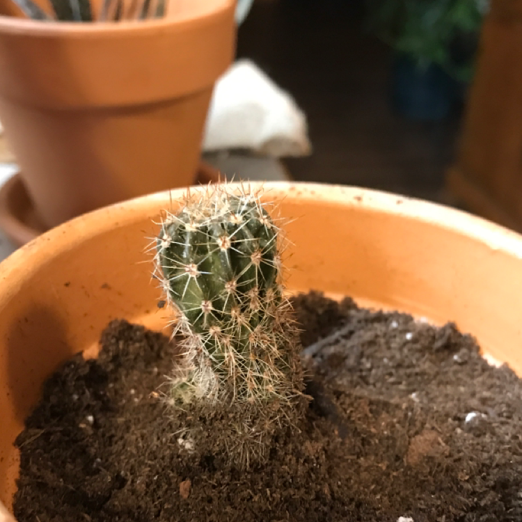 A young Saguaro cactus in a terracotta pot with dry soil.