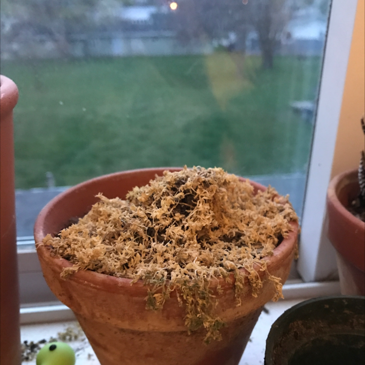 Potted Goldmoss Stonecrop on a windowsill, appearing dry and brown.