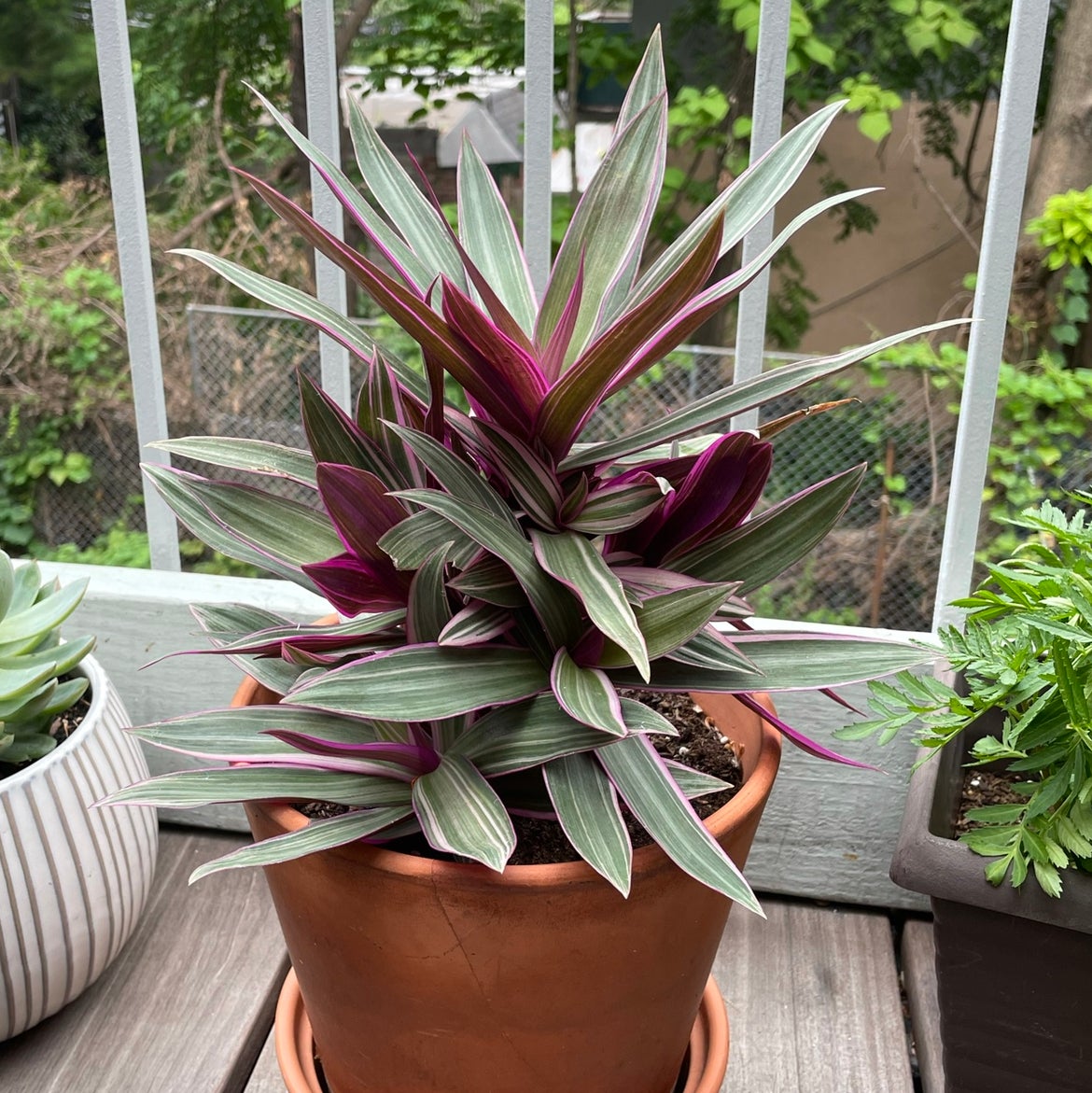 Photo of the plant species Moses-in-the-Cradle by @ragui named Your plant on Greg, the plant care app