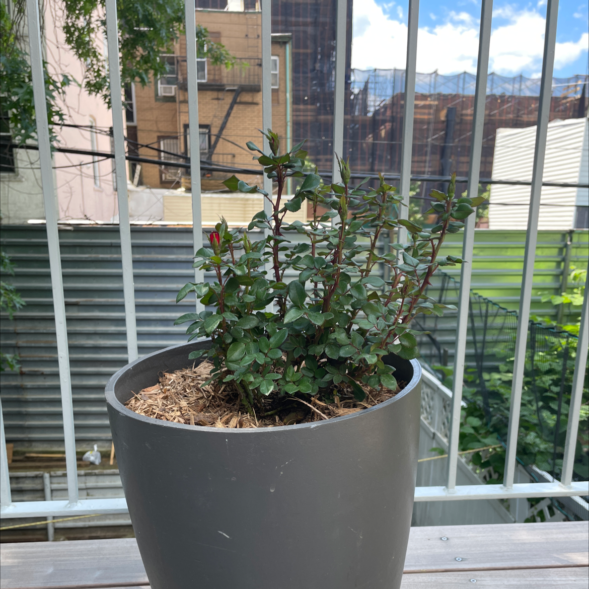 Photo of the plant species Knockout Red Rose by @ragui named Rosa on Greg, the plant care app