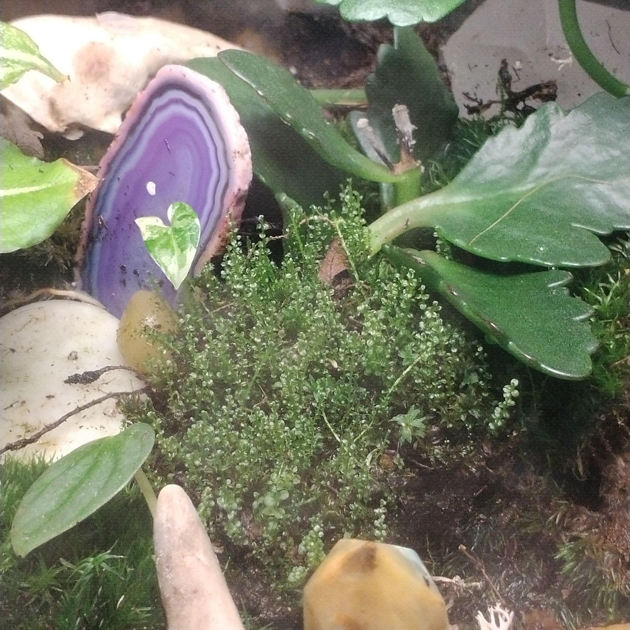 Silvergreen Bryum Moss surrounded by other plants and decorative stones.