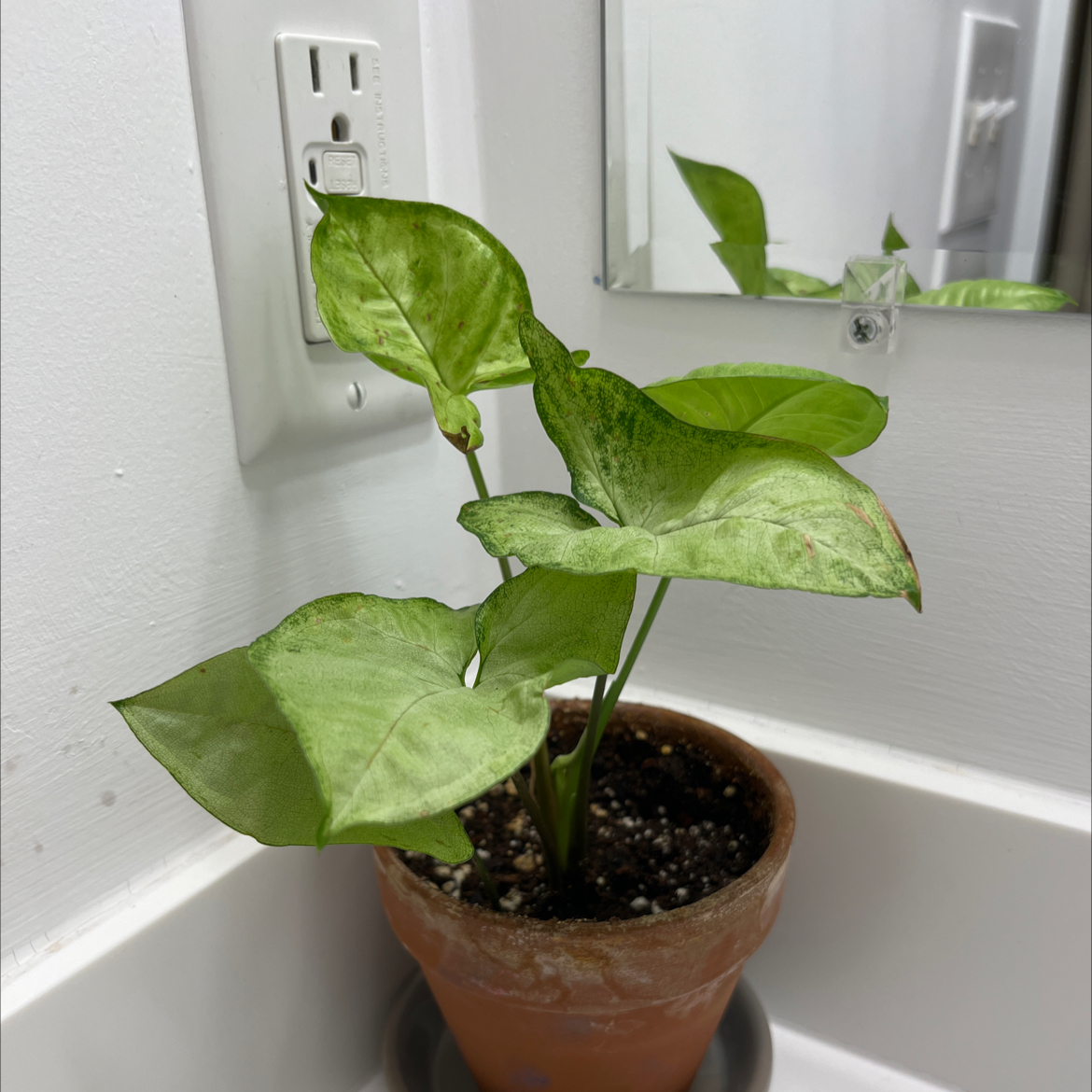 Potted Creamsicle Arrowhead Plant with green leaves, placed near a wall outlet and a mirror.