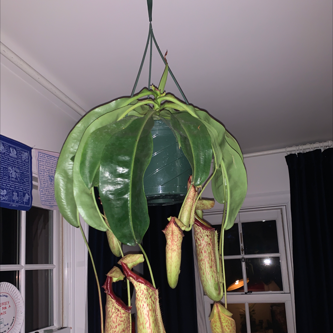 Personalized Nepenthes Ventricosa Pitcher Plant Care Water Light Nutrients Greg App