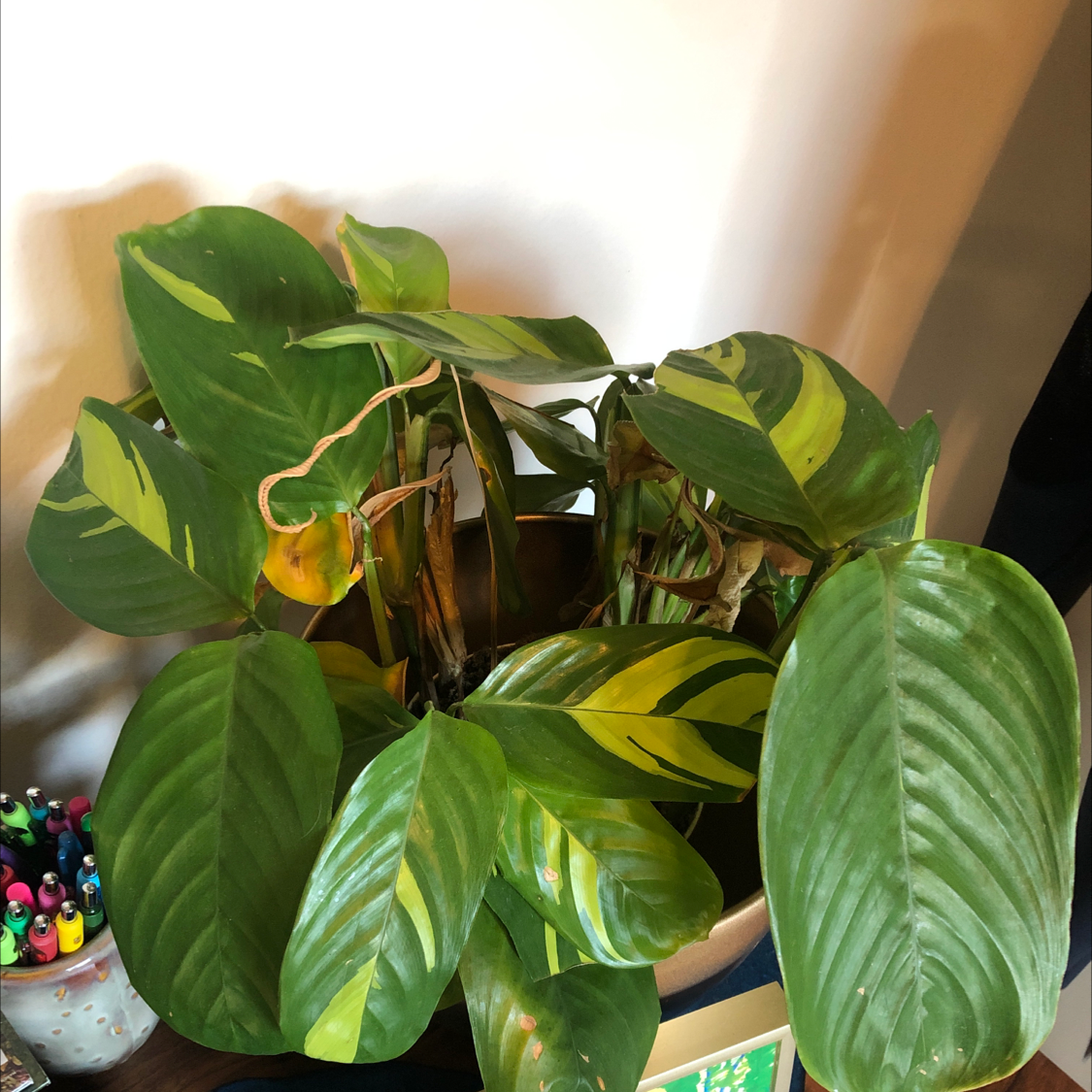 Golden Mosaic Plant with variegated leaves showing signs of yellowing and browning.