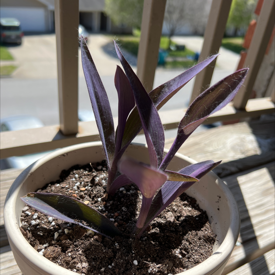 Healthy potted purple heart plant with vibrant purple leaves, sitting on a wooden surface near a window.