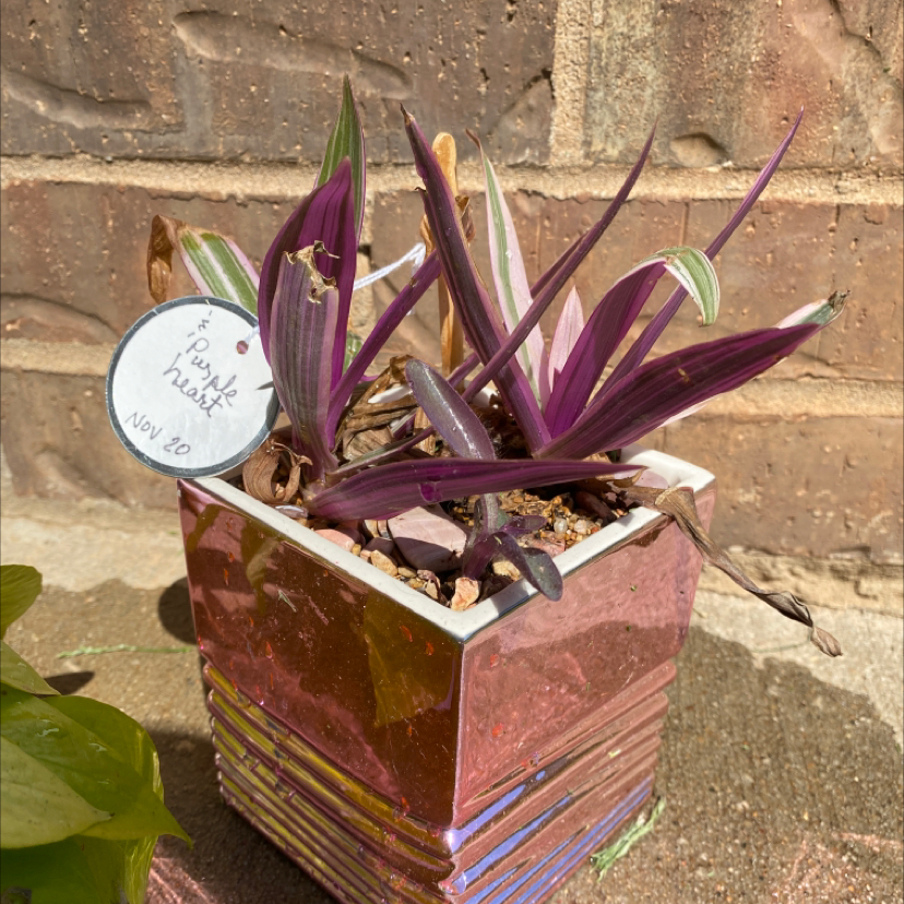 Close-up of a healthy purple and green striped Moses-in-the-Cradle plant in a decorative pot sitting on a brick surface outdoors.
