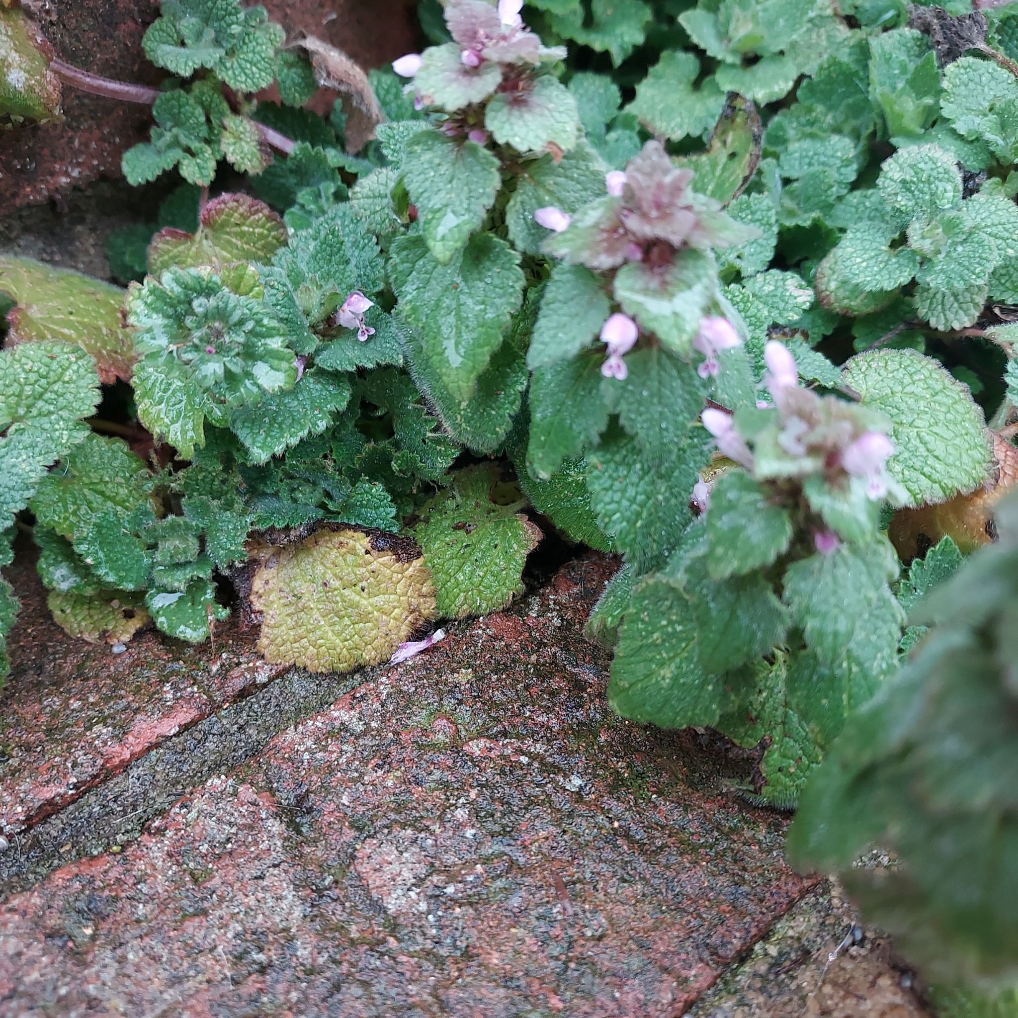 Purple Archangel plant with green leaves and small purple flowers, some leaves showing yellowing and browning.