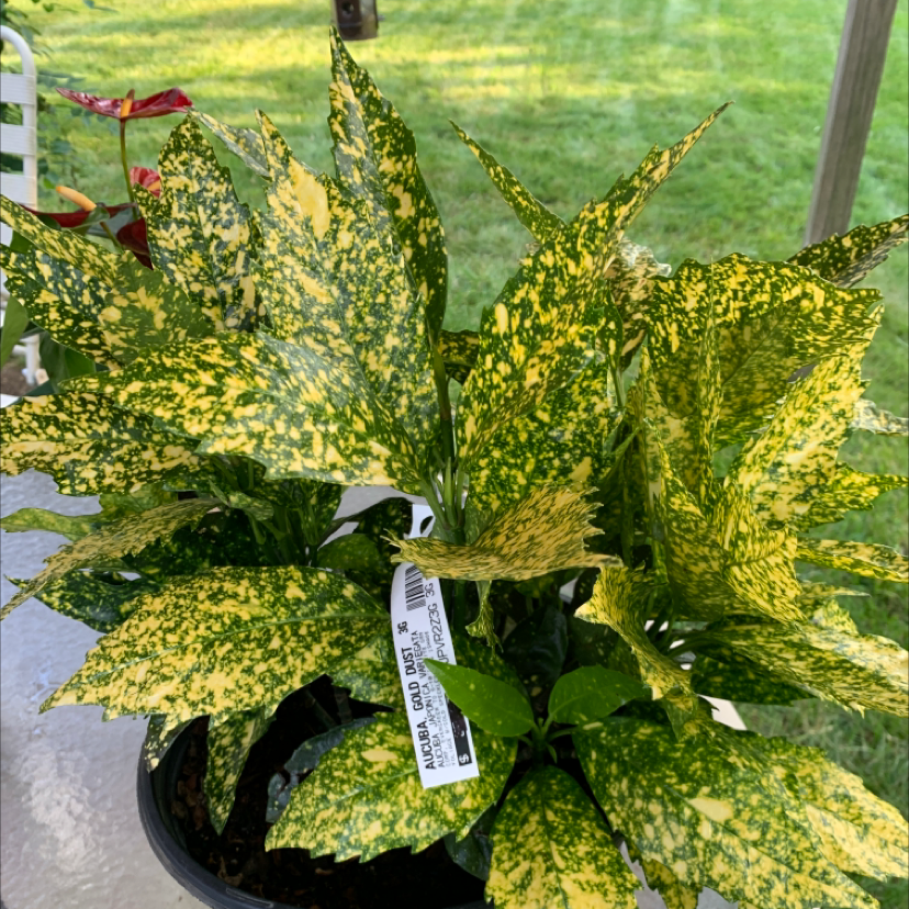 Healthy, vibrant Aucuba japonica potted plant with glossy green and yellow variegated leaves and an identification tag.