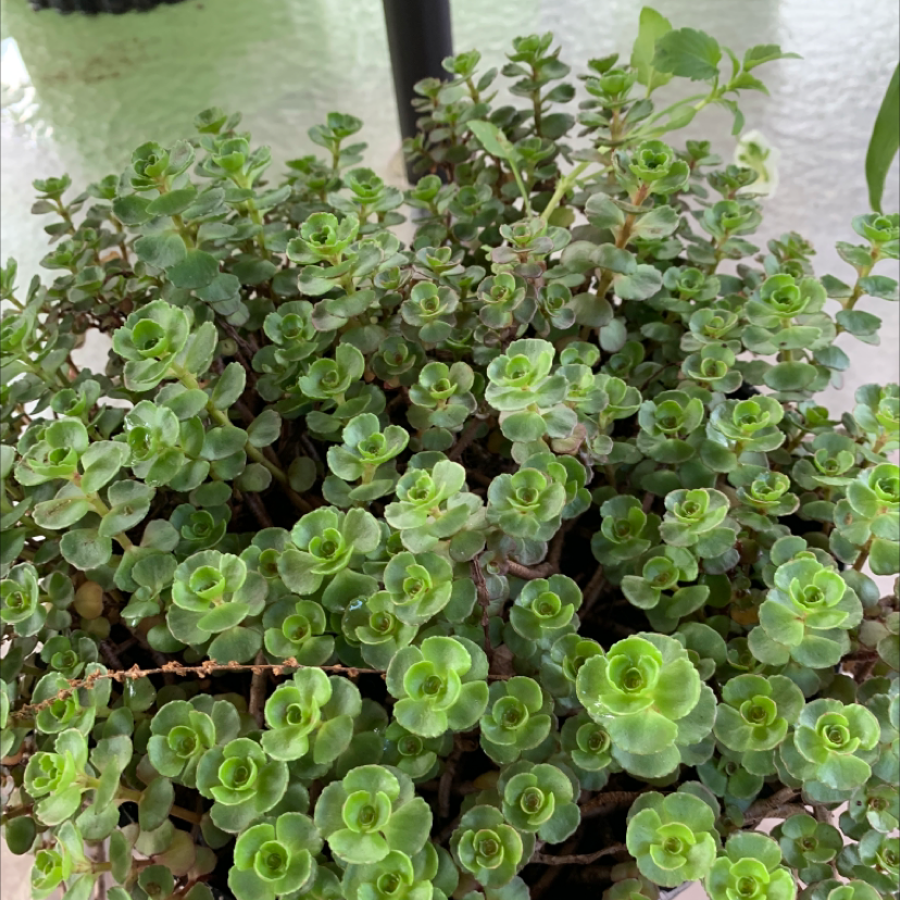 Healthy Two-Row Stonecrop plant with vibrant green leaves.