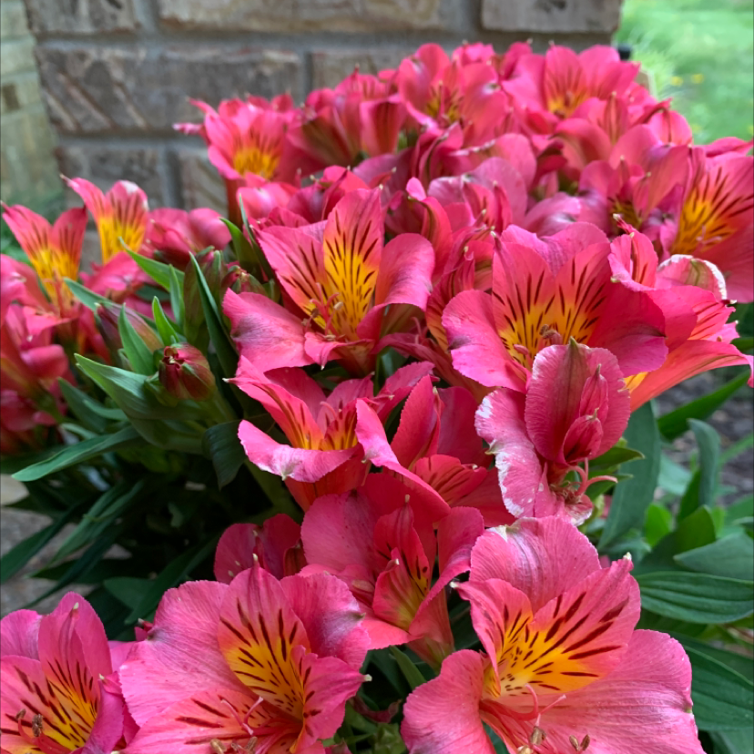 Vibrant pink Peruvian-Lily flowers with yellow and red markings in full bloom.