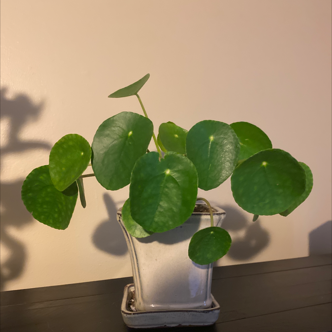 Chinese Money Plant plant photo by Madison named Pond on Greg, the plant care app.