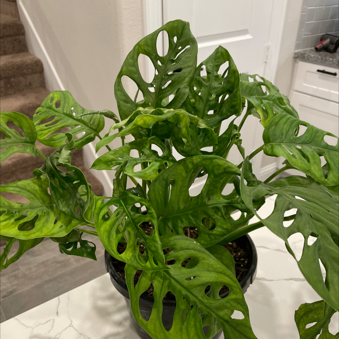 Monstera adansonii 'Laniata' plant with fenestrated leaves in a black pot.
