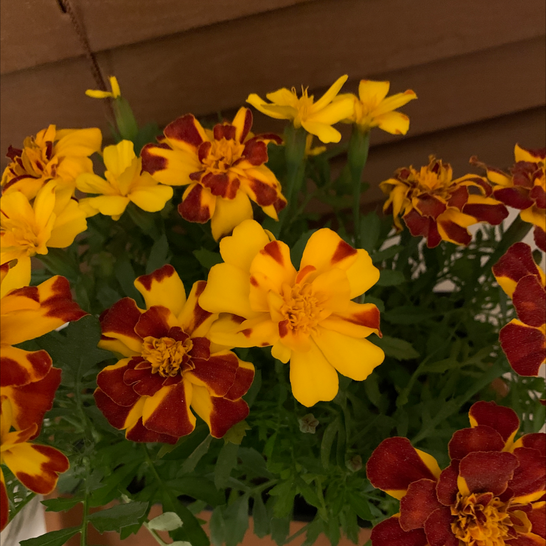 African Marigold plant with vibrant yellow and red flowers, appearing healthy and well-maintained.