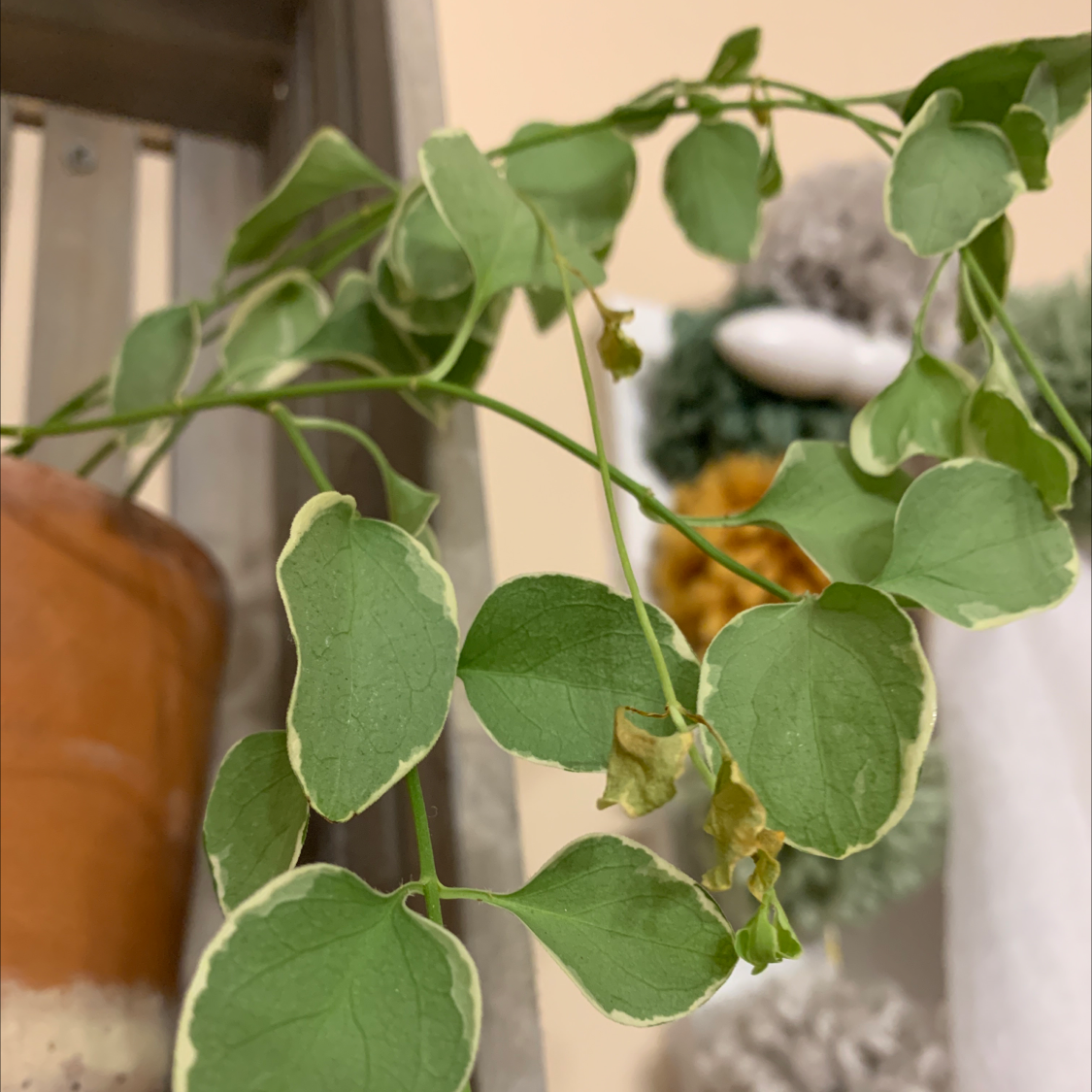 Photo of the plant species Greater Periwinkle by Isis named Vinca on Greg, the plant care app
