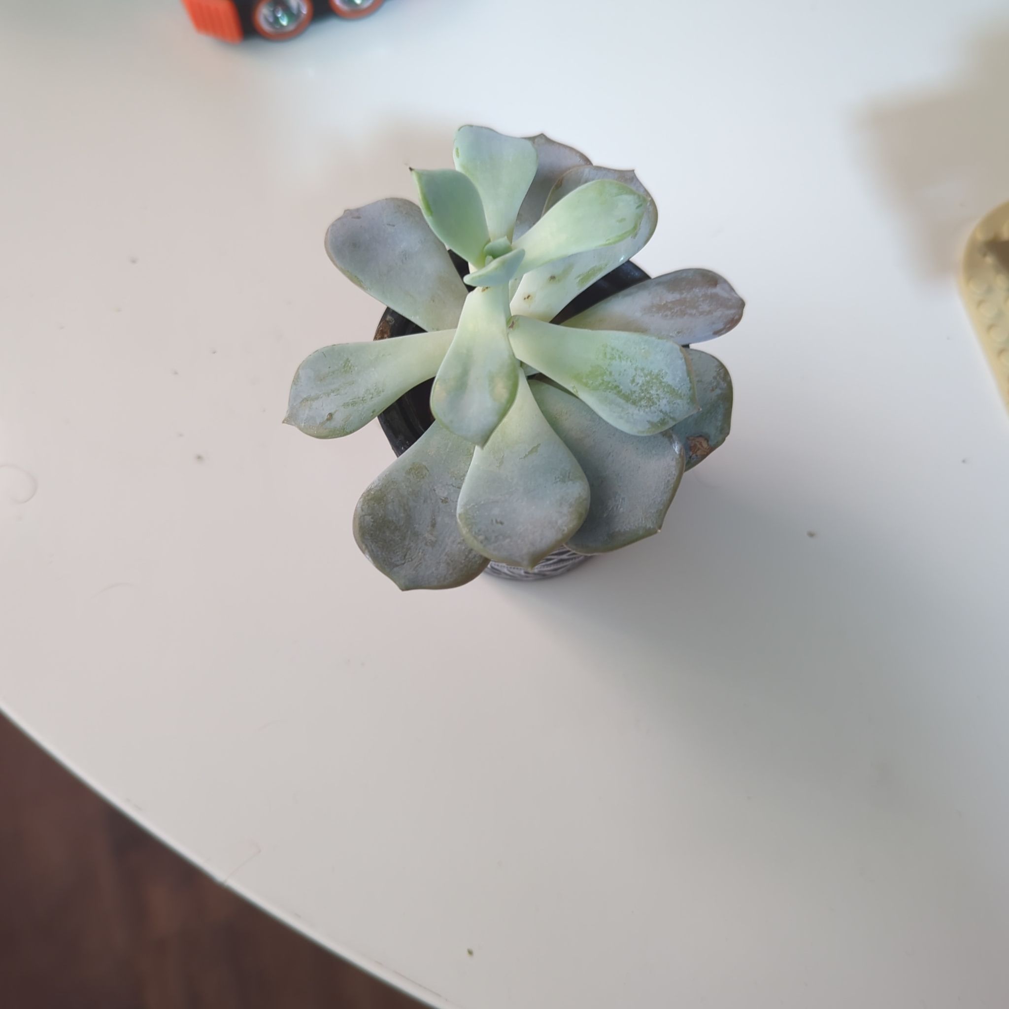 Echeveria laui succulent plant with some leaf discoloration on a white surface.