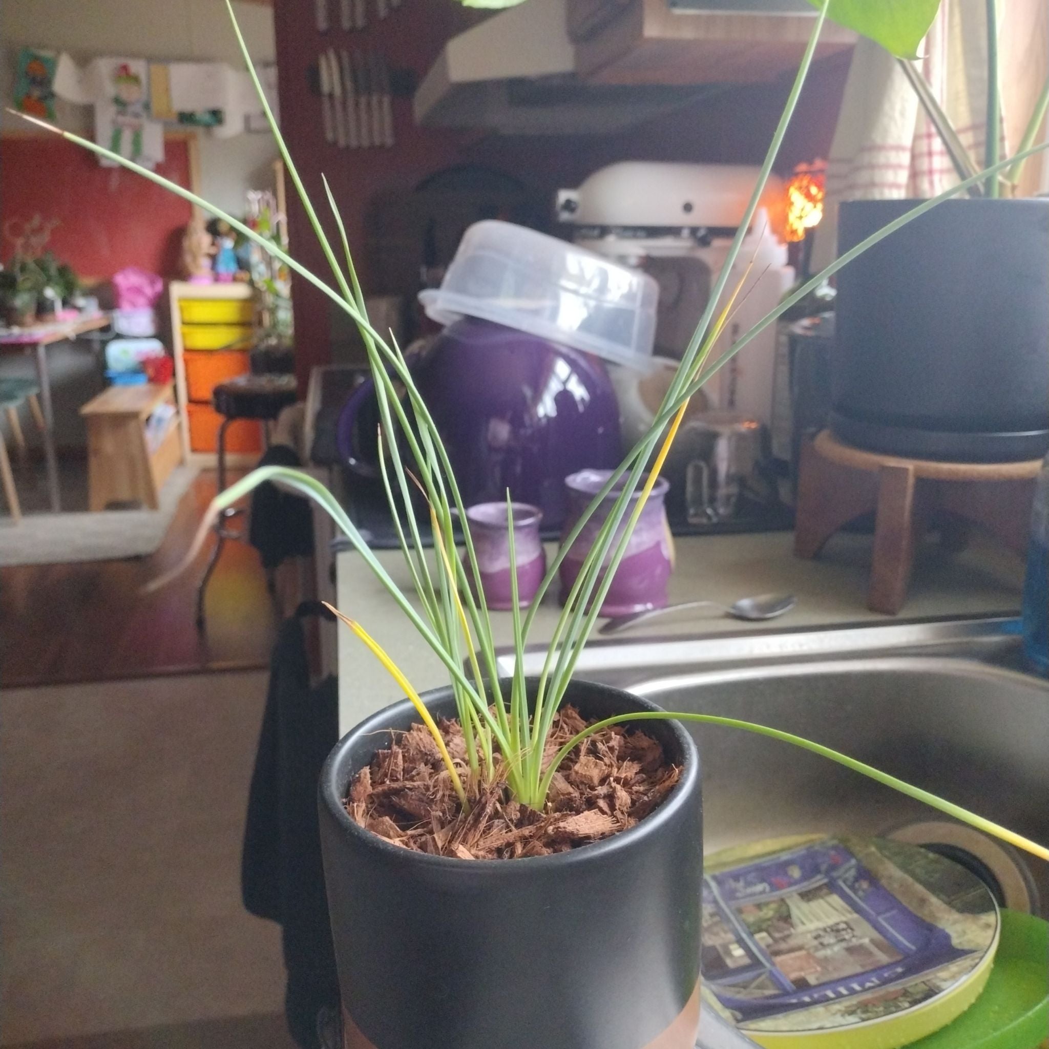 Best Soil Potting Mix for Red Yucca