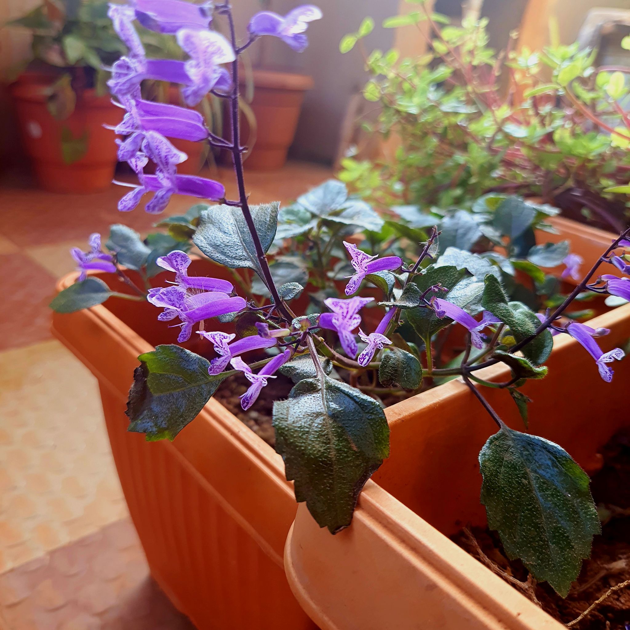 Plectranthus ecklonii plant with purple flowers in a rectangular pot, surrounded by other potted plants.