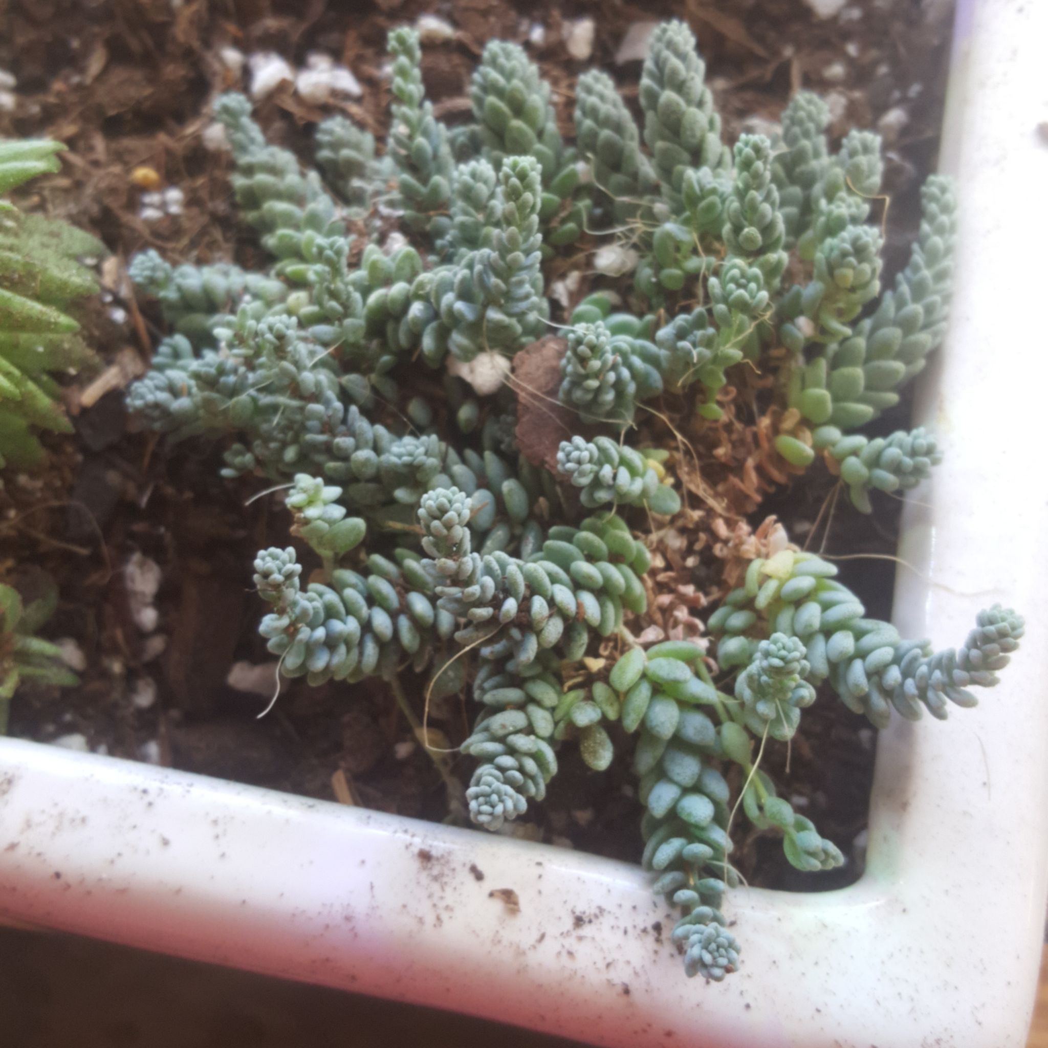 Blue Stonecrop