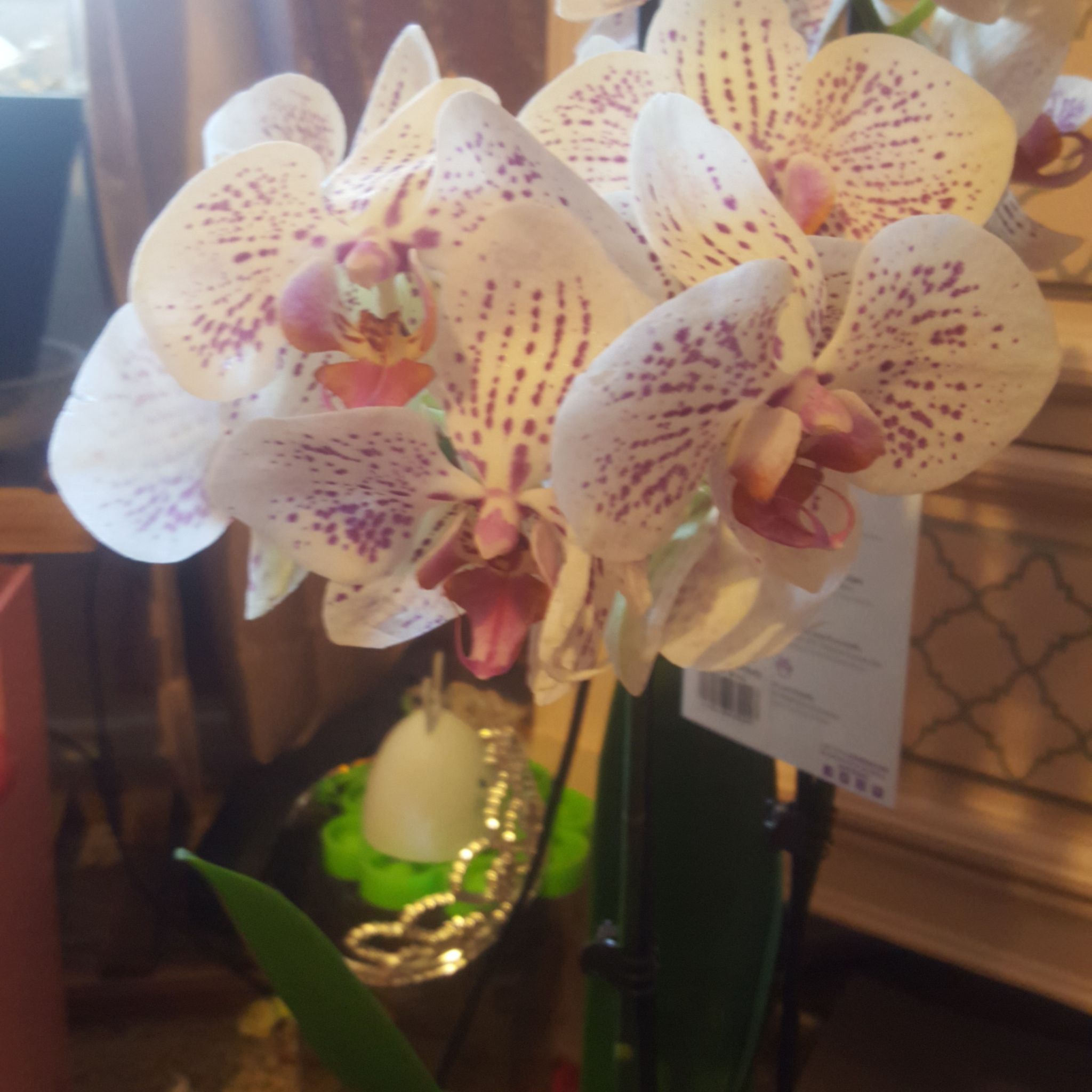 Purple Orchid