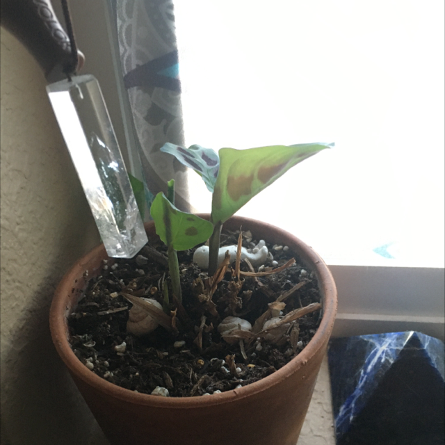 Green Prayer Plant plant photo by @gaysi.saysi named Hecate on Greg, the plant care app.