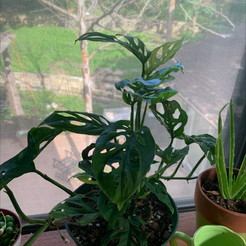 Swiss Cheese Vine plant photo by @annabelleborm named Rogelio on Greg, the plant care app.