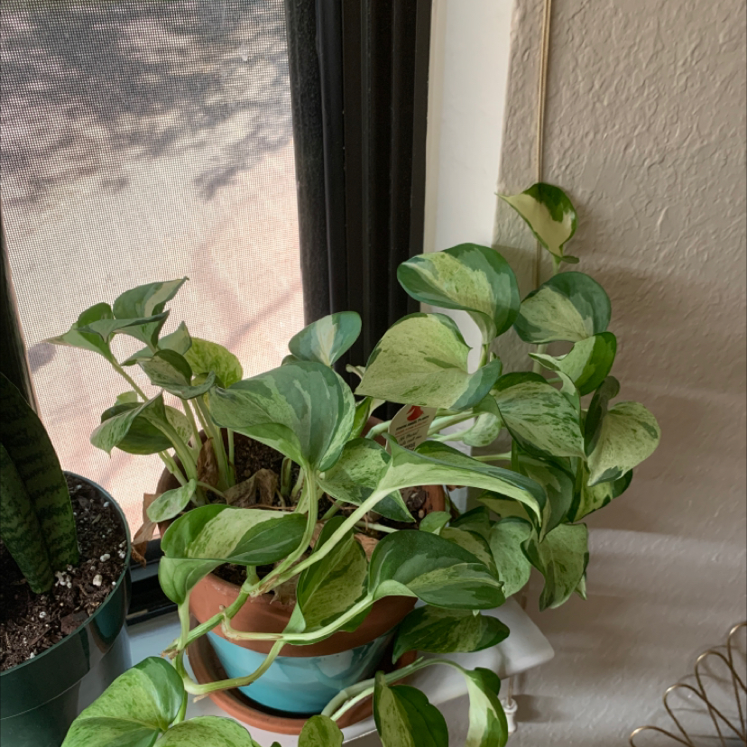 Manjula Pothos plant photo by @annabelleborm named Herman on Greg, the plant care app.