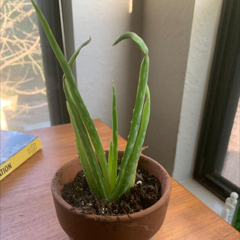 Aloe vera plant photo by @annabelleborm named Kyle on Greg, the plant care app.
