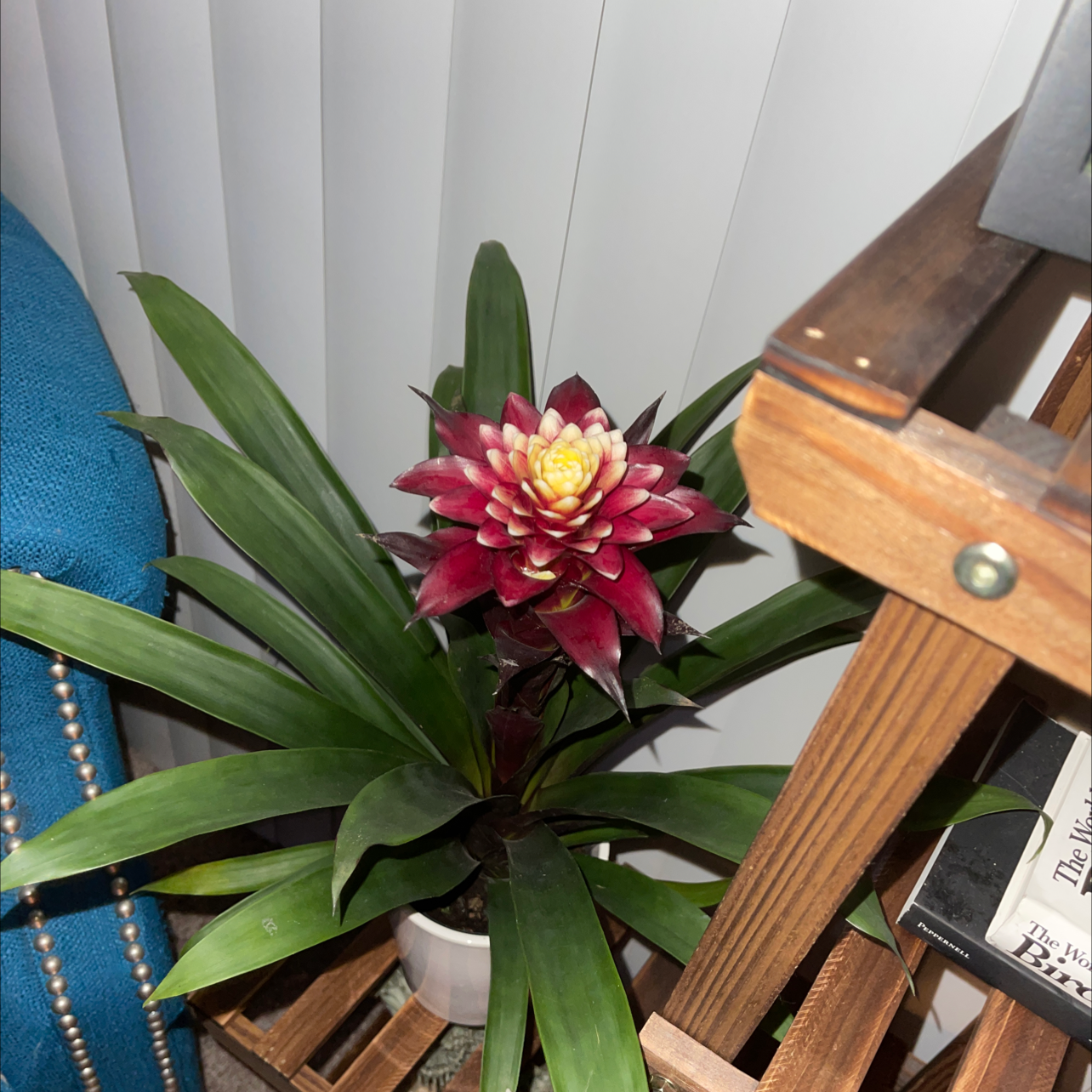 Healthy flowering Droophead Tufted Airplant with vibrant maroon and yellow blooms emerging from green rosette of leaves.