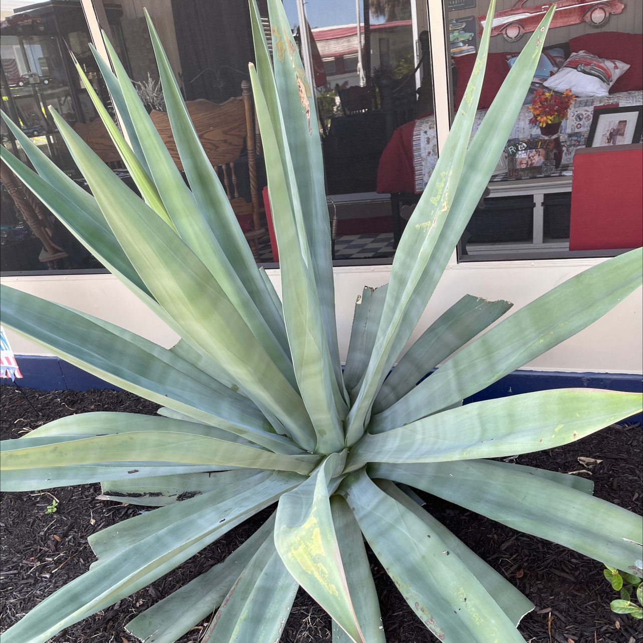 Healthy blue-green century plant with sharp leaves in a symmetrical rosette pattern, photographed outdoors.