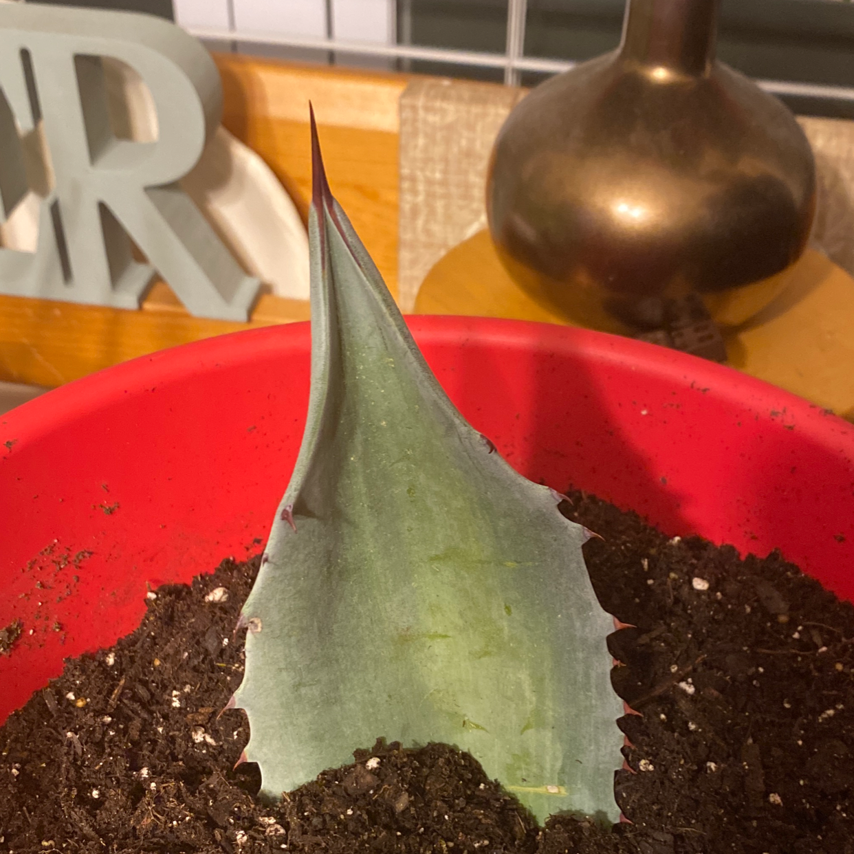 Photo of the plant species Agave Chiapensis by Bryeana named Stitch on Greg, the plant care app