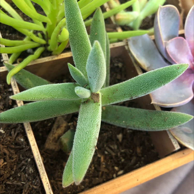 Crassula mesembryanthemoides succulent with thick, green leaves in a wooden planter.