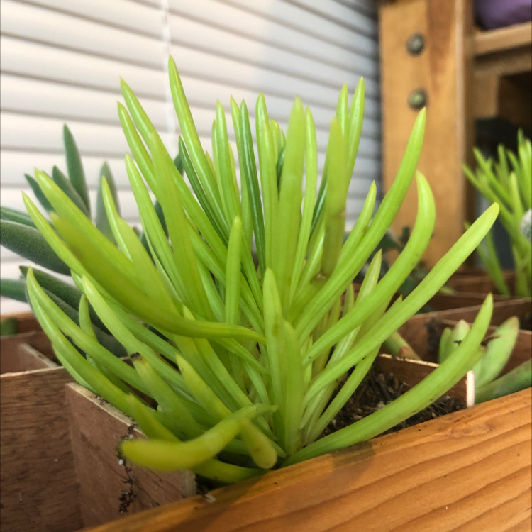 Healthy Succulent Bush Senecio plant in a wooden container with vibrant green leaves.