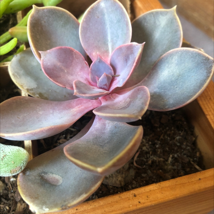 Echeveria 'Perle von Nurnberg' succulent with pinkish-purple leaves and some yellowing edges in a wooden container.