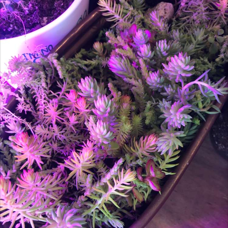 Jenny's Stonecrop succulent under purple artificial lighting, with healthy, fleshy leaves.