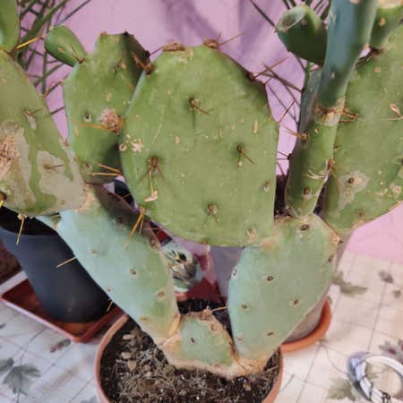 Photo of the plant species Erect Prickly Pear by Solidpurei named Opuntia on Greg, the plant care app