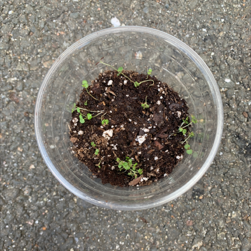 Young common thyme plant with green leaves growing in dark potting soil in a clear plastic container, appearing healthy.