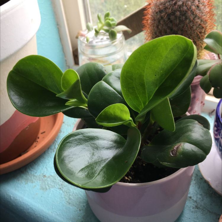 Baby Rubber Plant plant photo by @Madi named Demi on Greg, the plant care app.