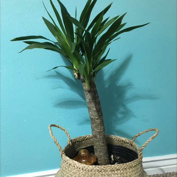 Blue-Stem Yucca plant photo by @Madi named Patrick on Greg, the plant care app.