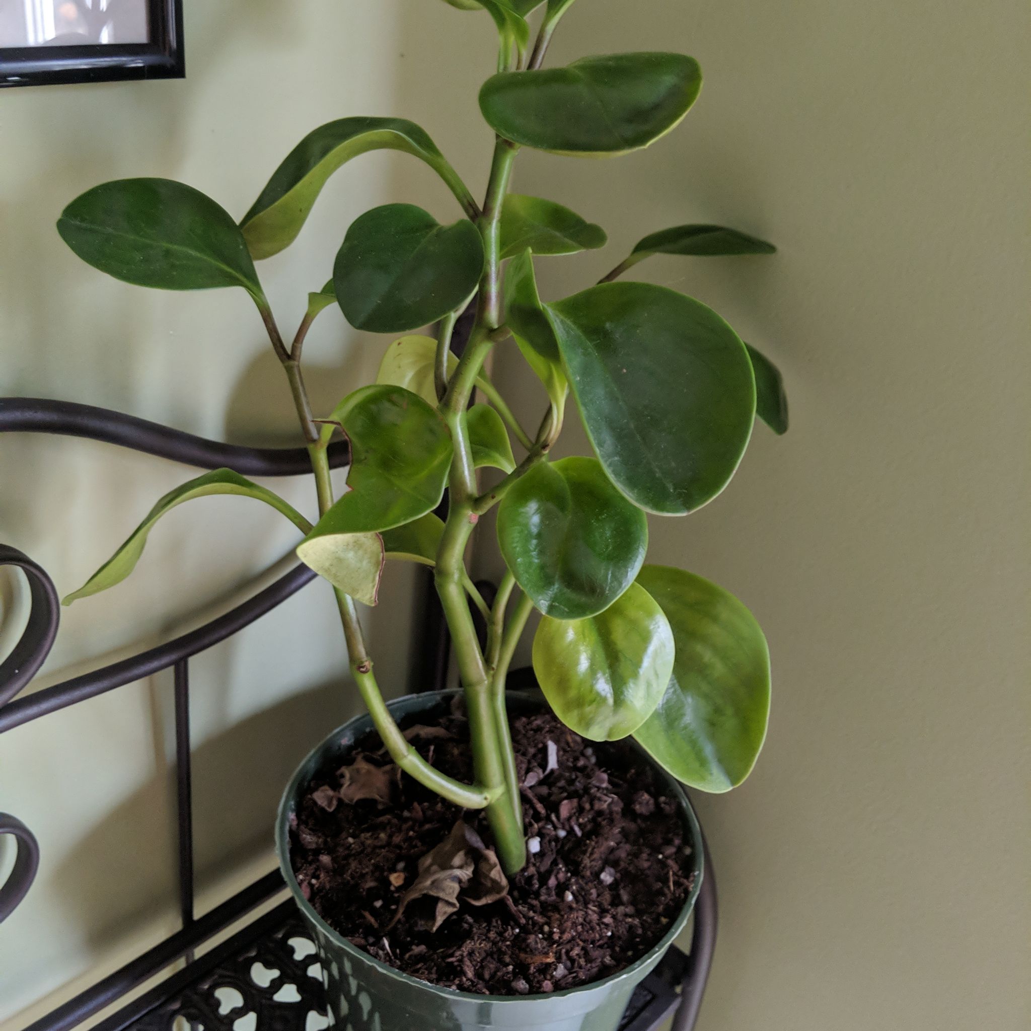 Marble Peperomia plant in a pot with mostly green leaves and some slight yellowing.