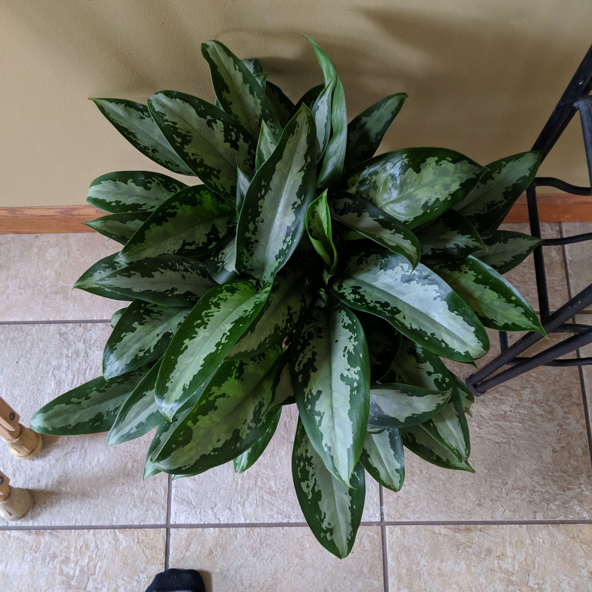 Photo of the plant species Emerald Bay Chinese Evergreen by @EagerCoralpea named Aglaonema Exotic on Greg, the plant care app