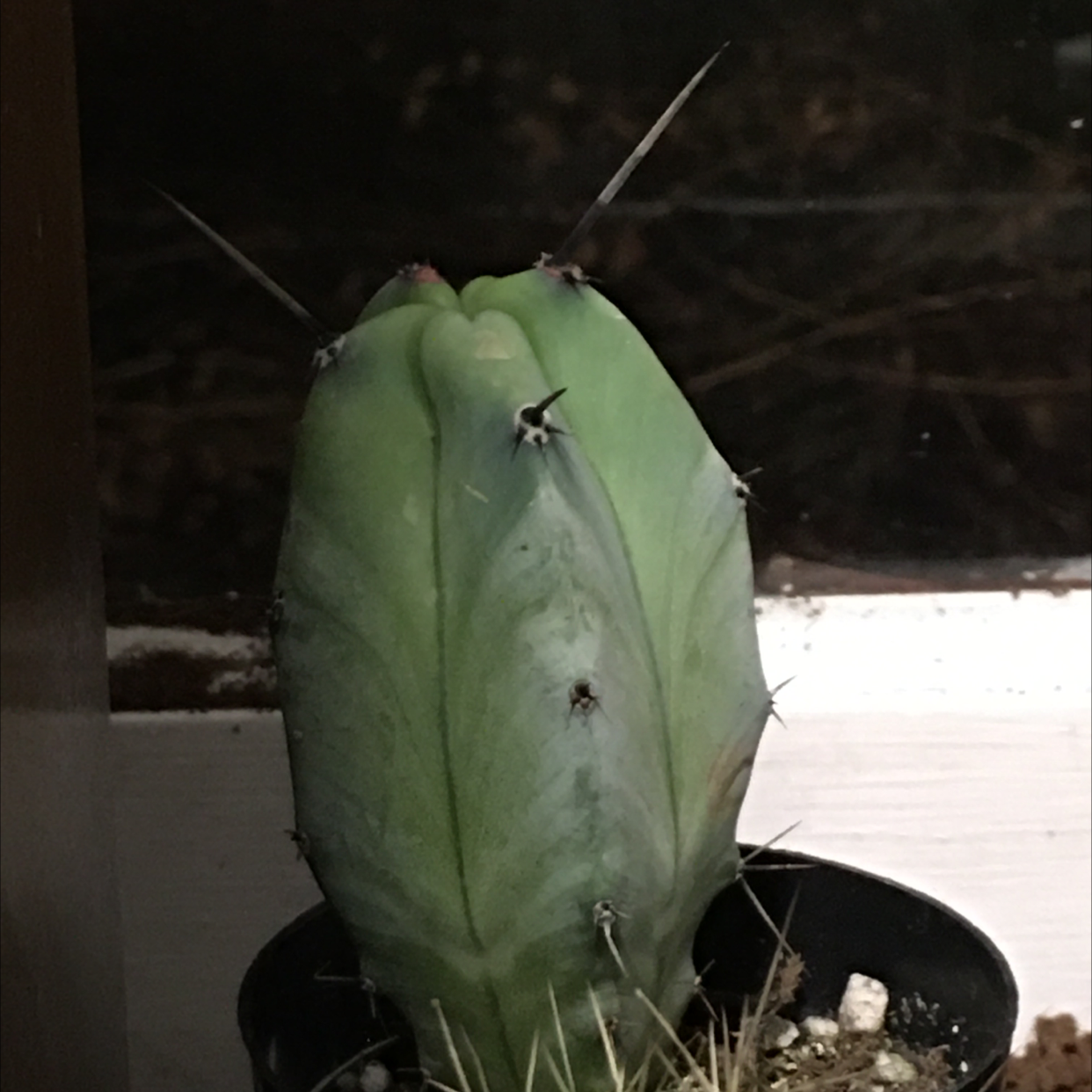 Blue Myrtle Cactus in a small pot with visible soil, well-framed and in focus.