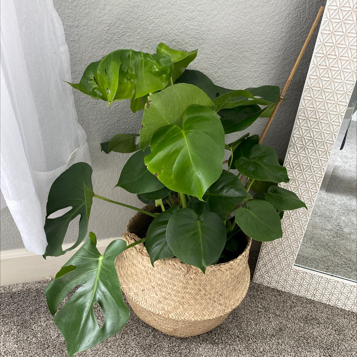 Monstera plant photo by Alyssa named monstera on Greg, the plant care app.