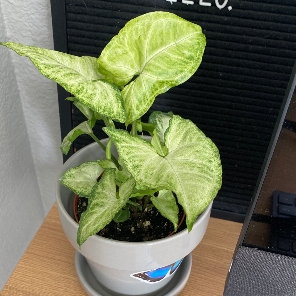 Red Heart plant photo by Alyssa named Your plant on Greg, the plant care app.
