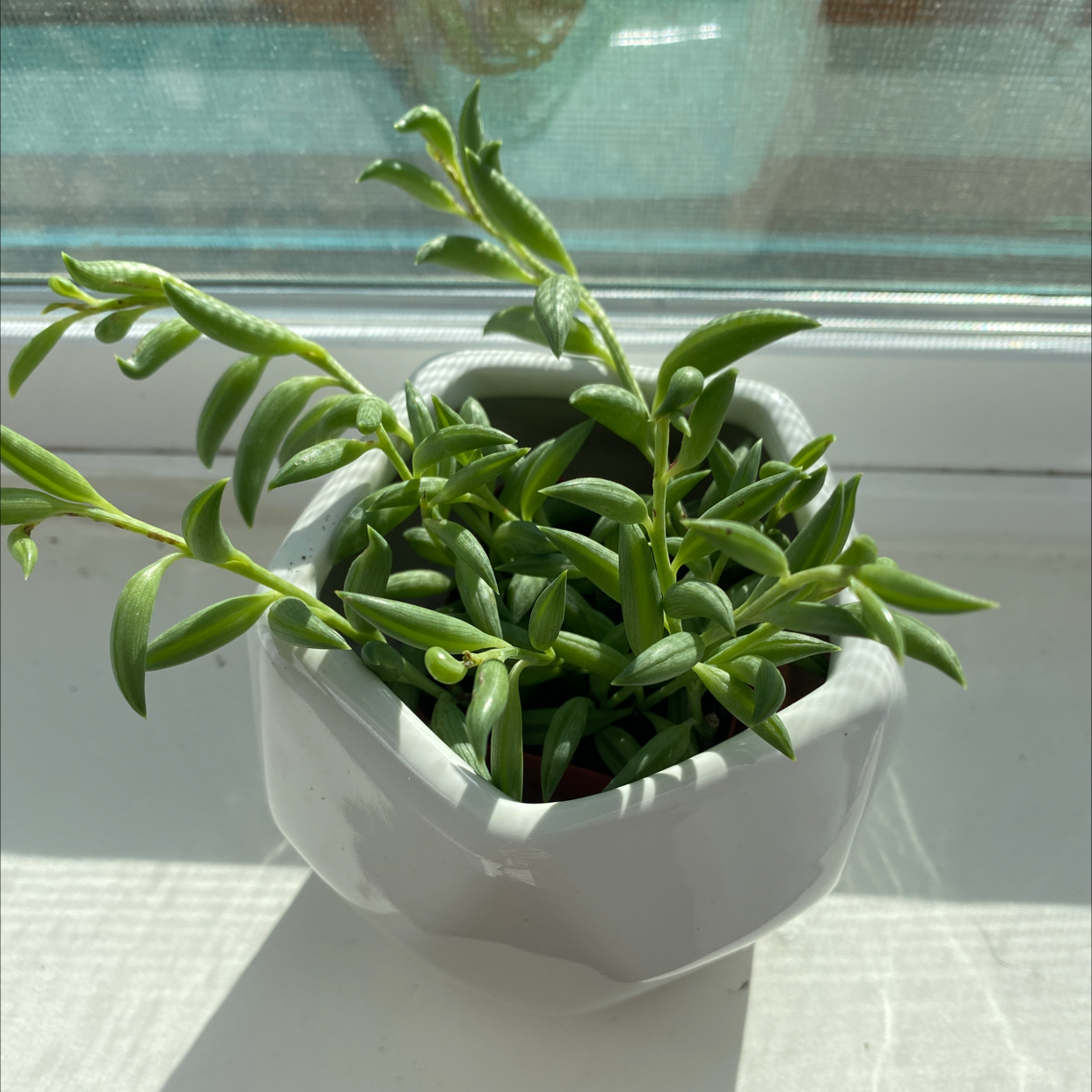 String of Bananas plant photo by Alyssa named string of bananas on Greg, the plant care app.