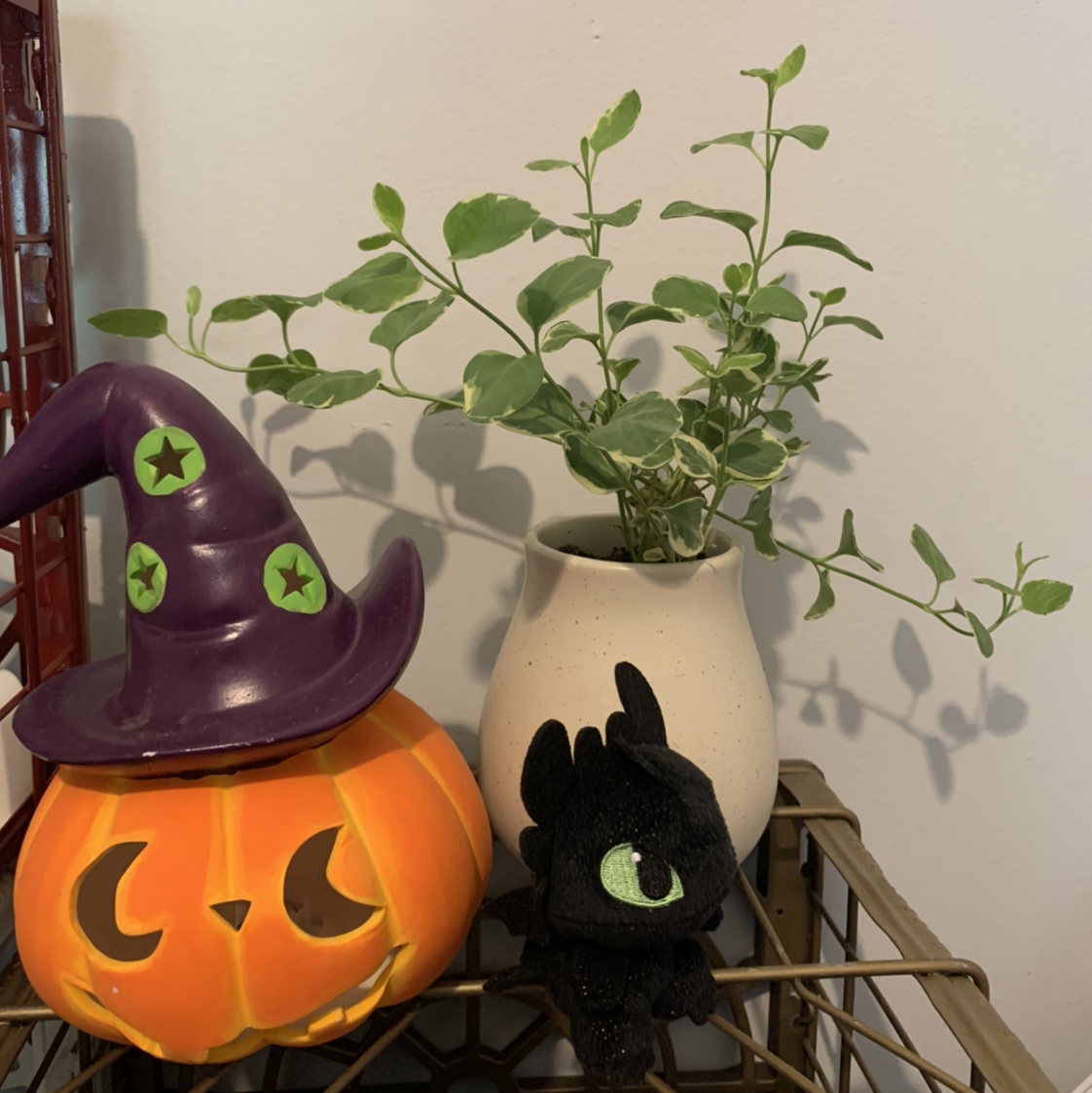 Healthy Greater Periwinkle plant with green leaves in a tan pot, next to black cat plush and Halloween pumpkin decoration.
