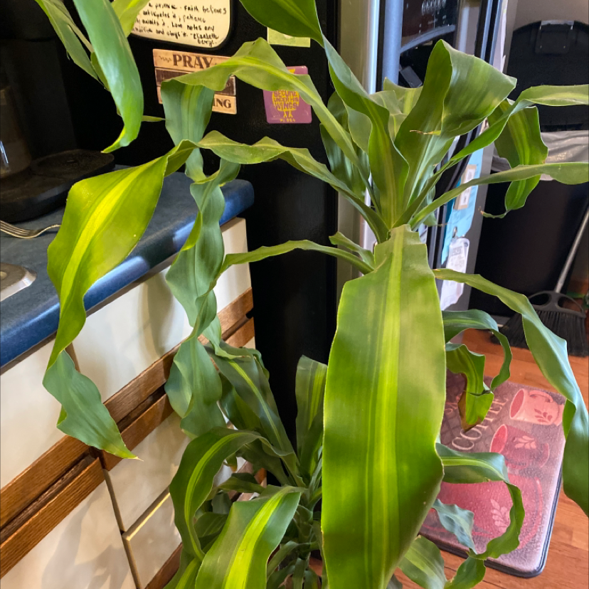 Cornstalk Dracaena plant photo by Brenda named Corrie on Greg, the plant care app.