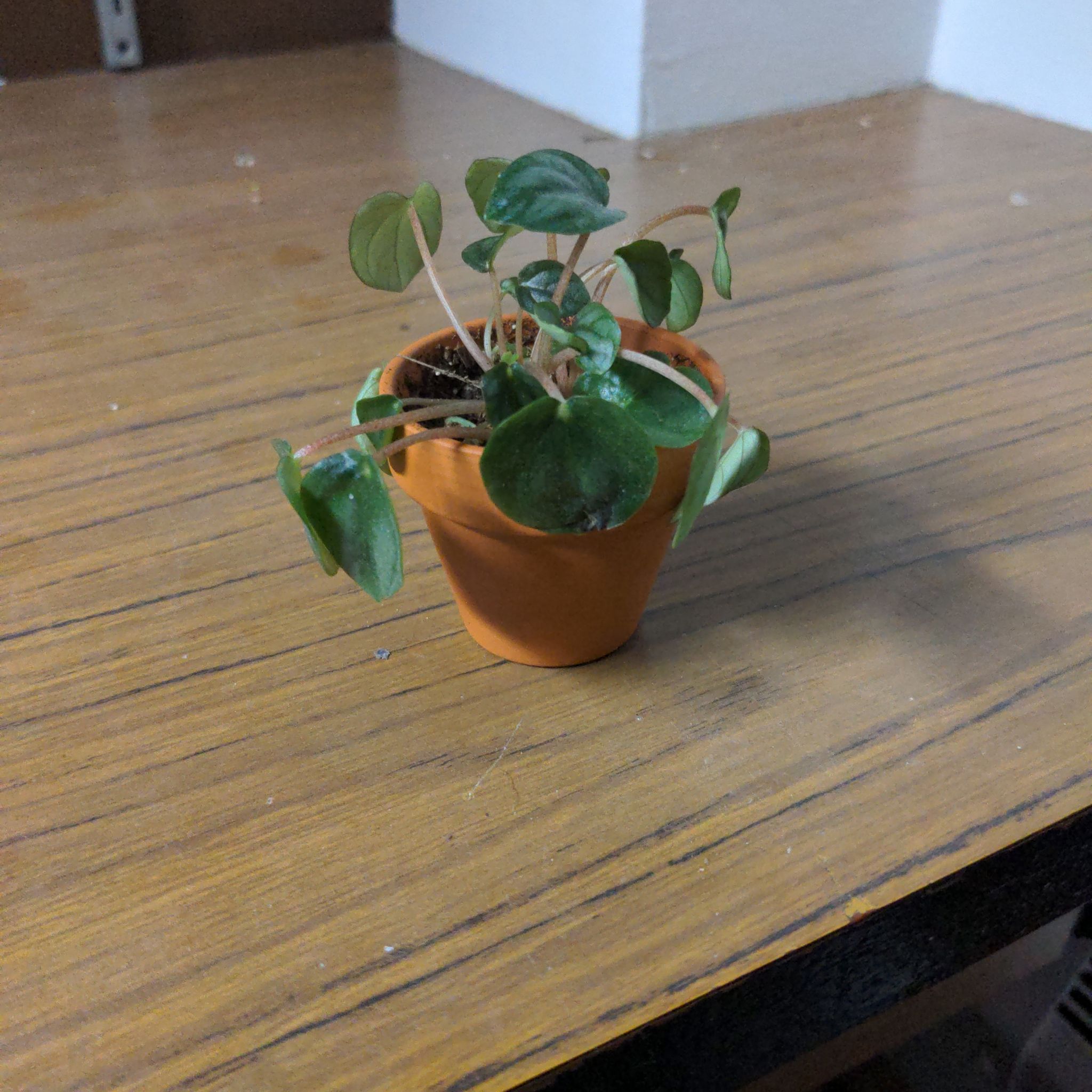 Photo of the plant species Peperomia 'Little Toscani' by @AceMiro named Little Toscani on Greg, the plant care app