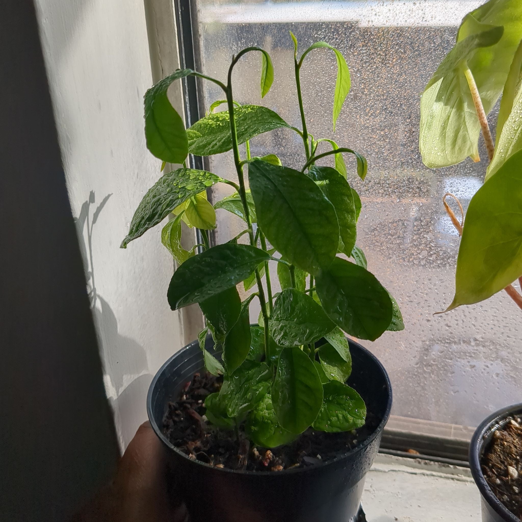 🍋 Soil for Lemon Tree