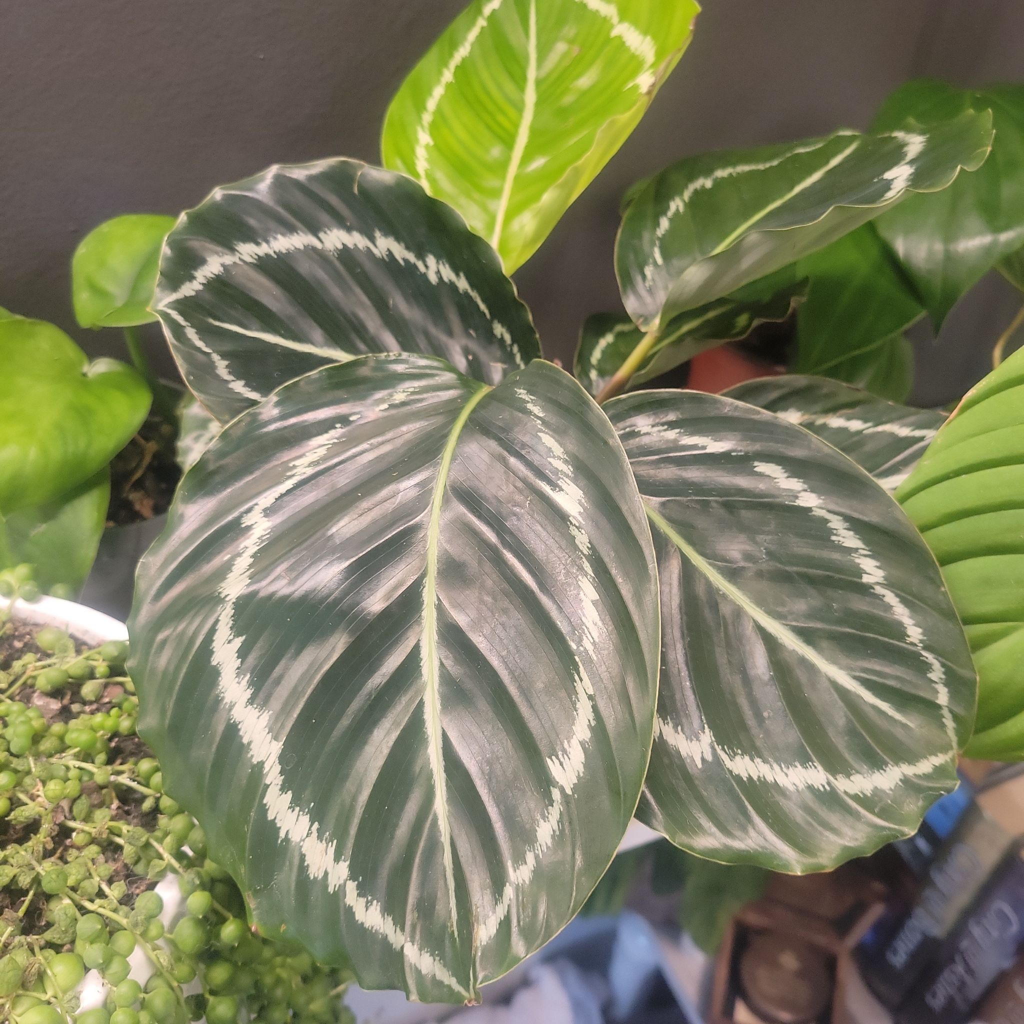 Photo of the plant species Green Lipstick Calathea by @TiredHalfling named Hecate on Greg, the plant care app